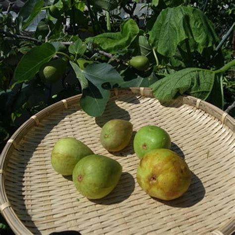 無花果摘心|【イチジクの育て方】栽培の流れ・収穫時期・剪定・摘果・これ。